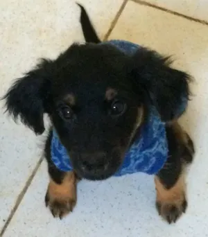 Cachorro raça SRD  idade 2 a 6 meses nome Rafa 