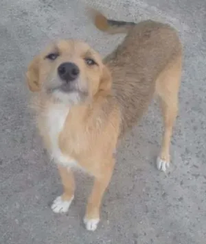 Cachorro raça SRD idade  nome SEM NOME 