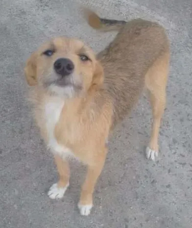 Cachorro ra a SRD idade  nome SEM NOME 