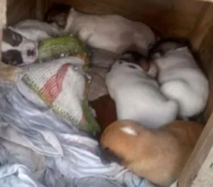 Cachorro raça SRD idade  nome não tem 
