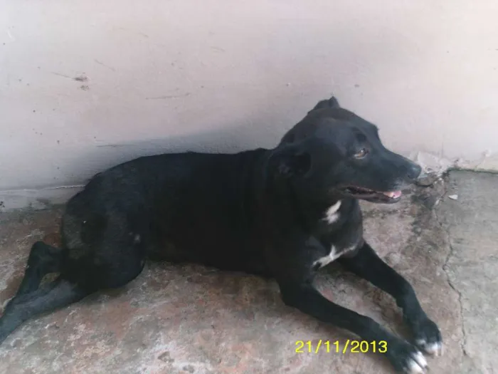 Cachorro ra a VIRA LATA idade 2 anos nome NEGUINHA