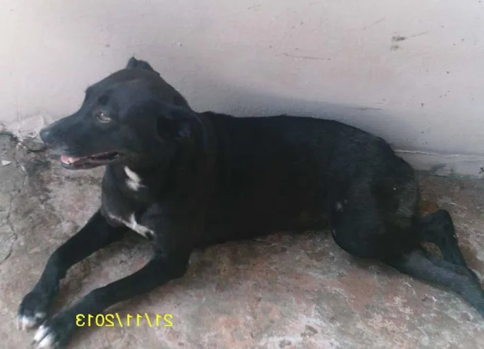 Cachorro ra a VIRA LATA idade 2 anos nome NEGUINHA