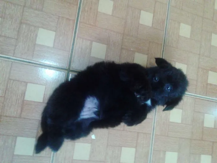 Cachorro ra a MISTURA POODLE idade 2 a 6 meses nome BINGO