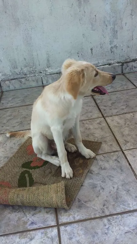 Cachorro ra a Vira lata idade 7 a 11 meses nome Lika