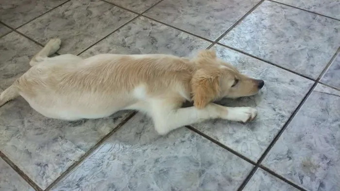 Cachorro ra a Vira lata idade 7 a 11 meses nome Lika