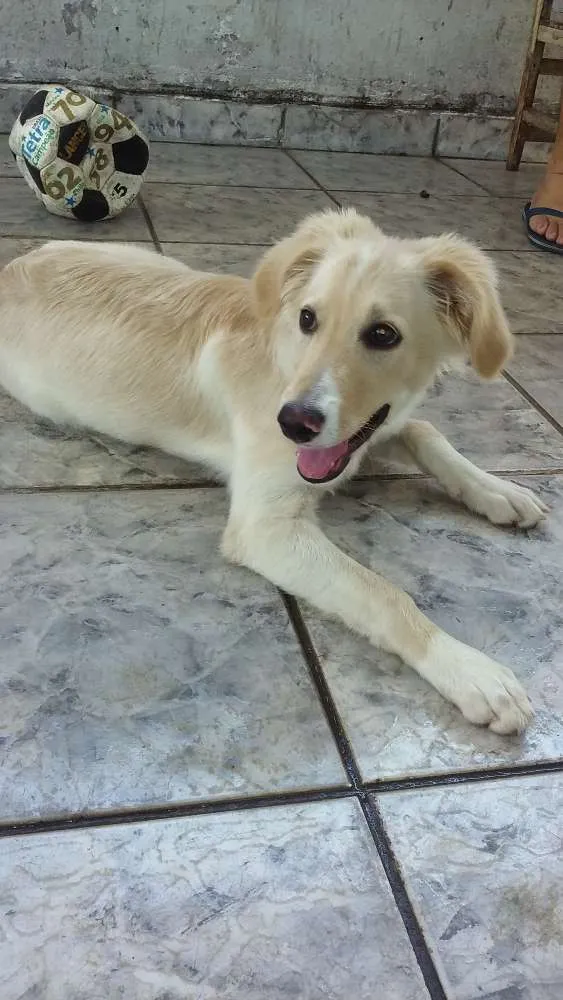 Cachorro ra a Vira lata idade 7 a 11 meses nome Lika
