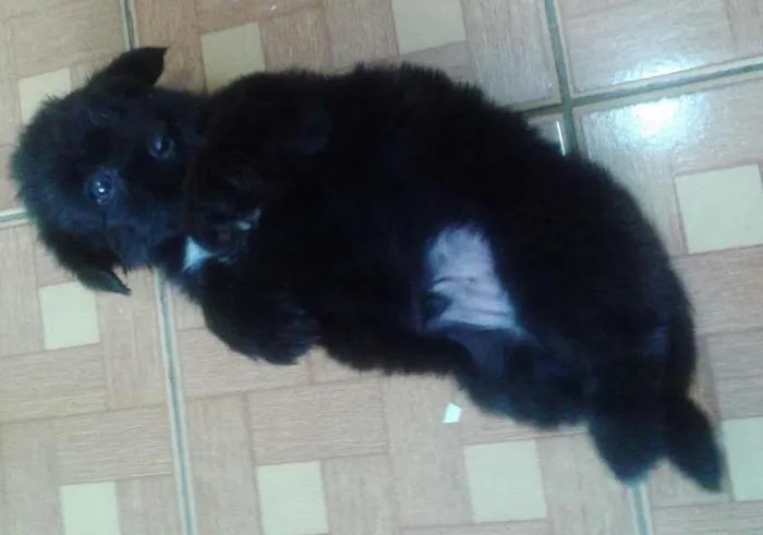 Cachorro ra a MISTURA POODLE idade 2 a 6 meses nome BINGO