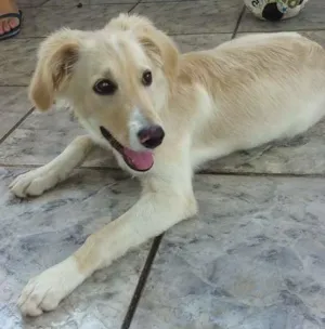 Cachorro raça Vira lata idade 7 a 11 meses nome Lika