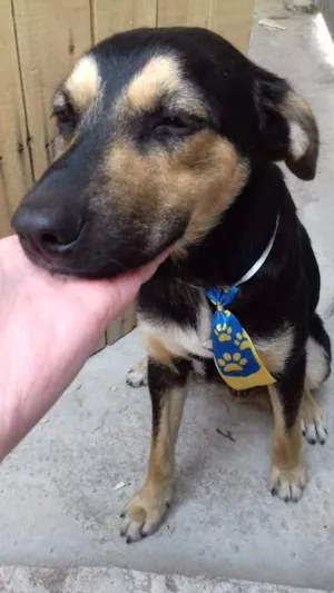 Cachorro raça Vira Lata idade 1 ano nome Tut
