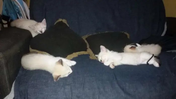 Gato ra a Idefinida idade 2 a 6 meses nome Kate - raio - Beth -
