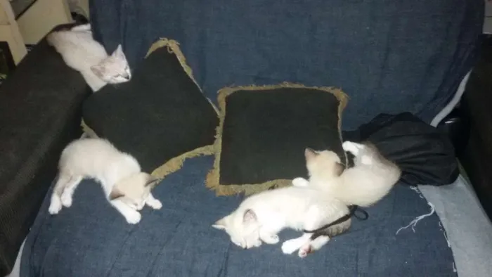 Gato ra a Idefinida idade 2 a 6 meses nome Kate - raio - Beth -