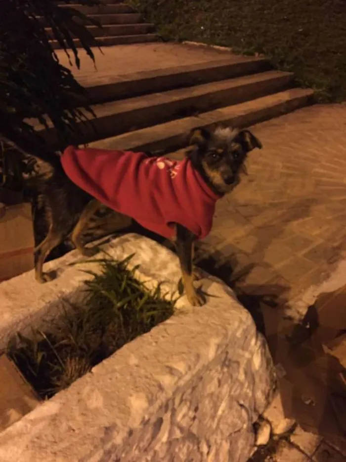 Cachorro ra a SRD idade 2 a 6 meses nome Esterlina