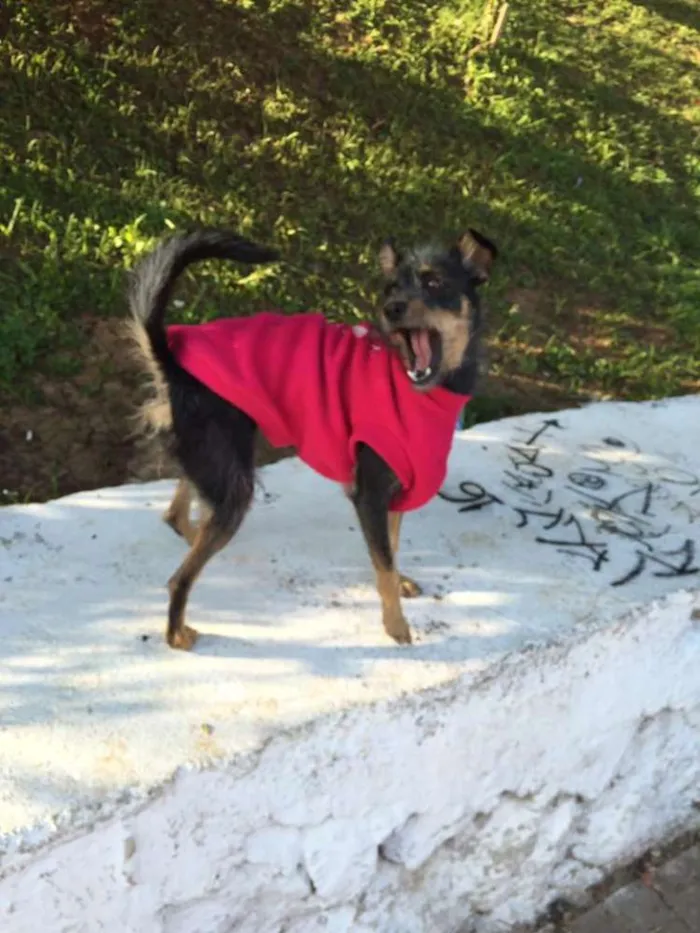 Cachorro ra a SRD idade 2 a 6 meses nome Esterlina