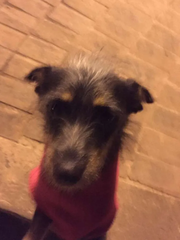 Cachorro ra a SRD idade 2 a 6 meses nome Esterlina