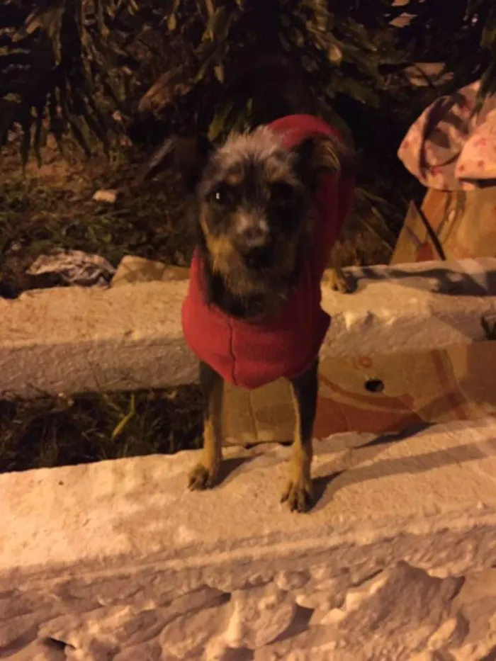 Cachorro ra a SRD idade 2 a 6 meses nome Esterlina