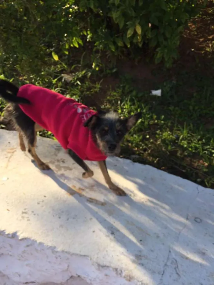 Cachorro ra a SRD idade 2 a 6 meses nome Esterlina
