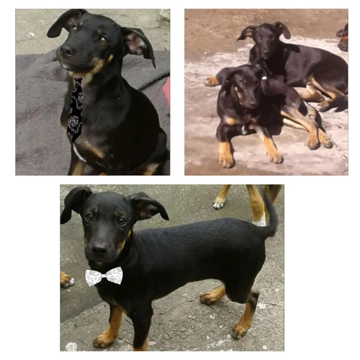 Cachorro ra a SRD idade 2 a 6 meses nome Churros