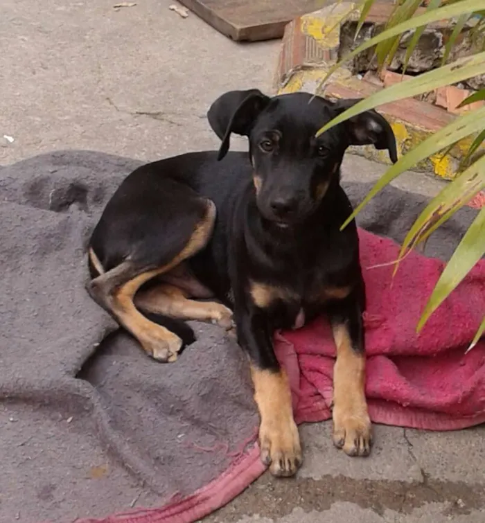 Cachorro ra a SRD idade 2 a 6 meses nome Churros