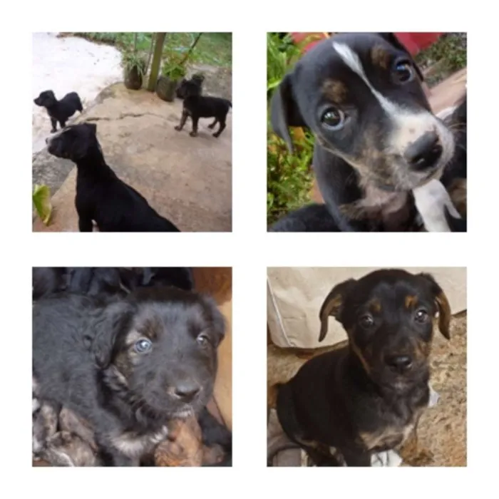 Cachorro raça SRD idade Abaixo de 2 meses nome não tem