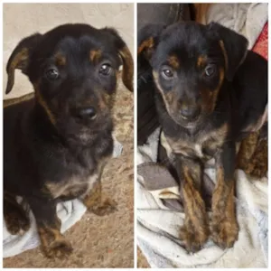 Cachorro raça SRD idade Abaixo de 2 meses nome não tem