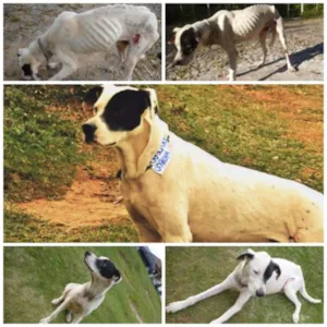 Cachorro raça SRD idade 2 anos nome Pirata