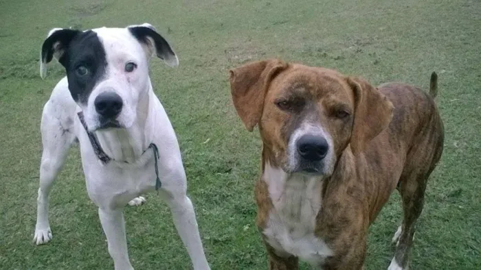 Cachorro raça SRD idade 2 anos nome Pirata