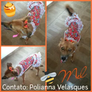 Cachorro raça SRD idade 3 anos nome Mel