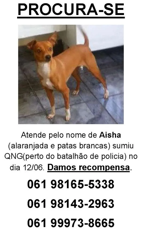 Cachorro ra a SRD - Vira-Lata idade 3 anos nome Aisha, gratificamos GRATIFICA