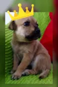 Menina