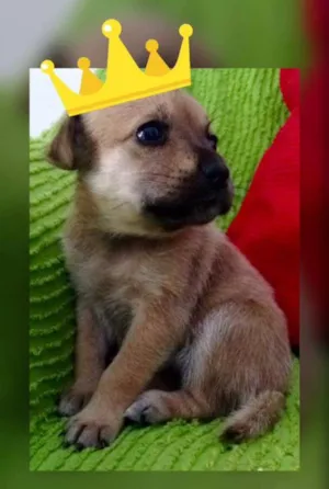 Cachorro raça SRD idade Abaixo de 2 meses nome Menina