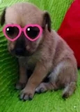 Menina