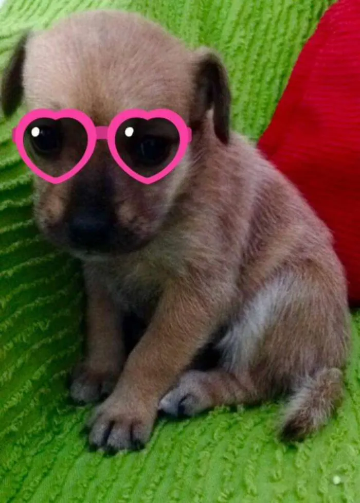 Cachorro ra a SRD idade Abaixo de 2 meses nome Menina