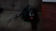 Bela