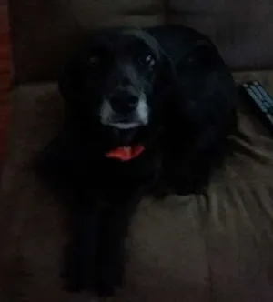 Cachorro raça sem raça definida idade 6 ou mais anos nome Bela