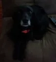 Bela