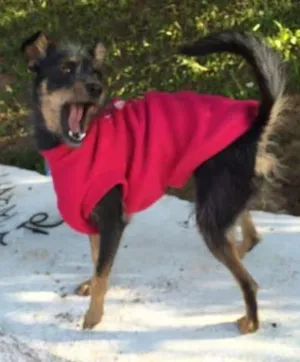 Cachorro raça SRD idade 2 a 6 meses nome Esterlina