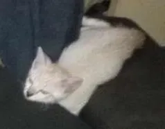 Gato raça Idefinida idade 2 a 6 meses nome Kate - raio - Beth -
