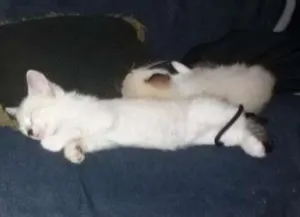 Gato raça Idefinida idade 2 a 6 meses nome Kate - raio - Beth -