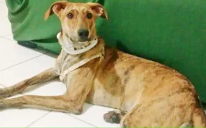 Cachorro raça  idade 7 a 11 meses nome ZUZA