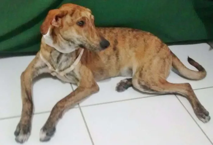 Cachorro ra a  idade 7 a 11 meses nome ZUZA