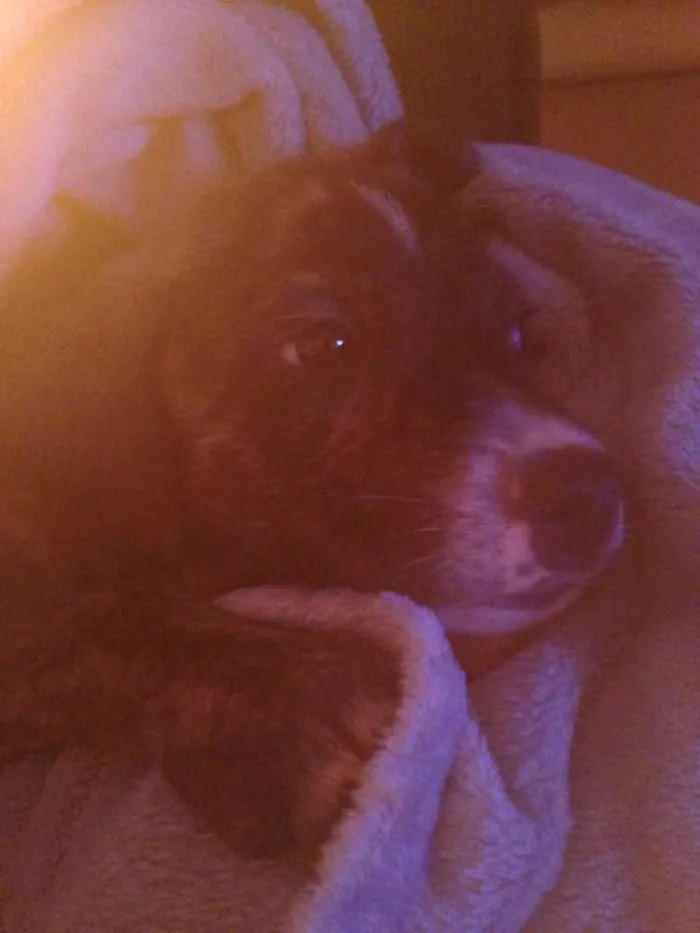 Cachorro ra a SRD idade 2 a 6 meses nome Arthur