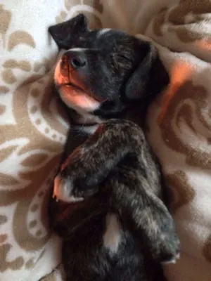 Cachorro raça SRD idade 2 a 6 meses nome Arthur