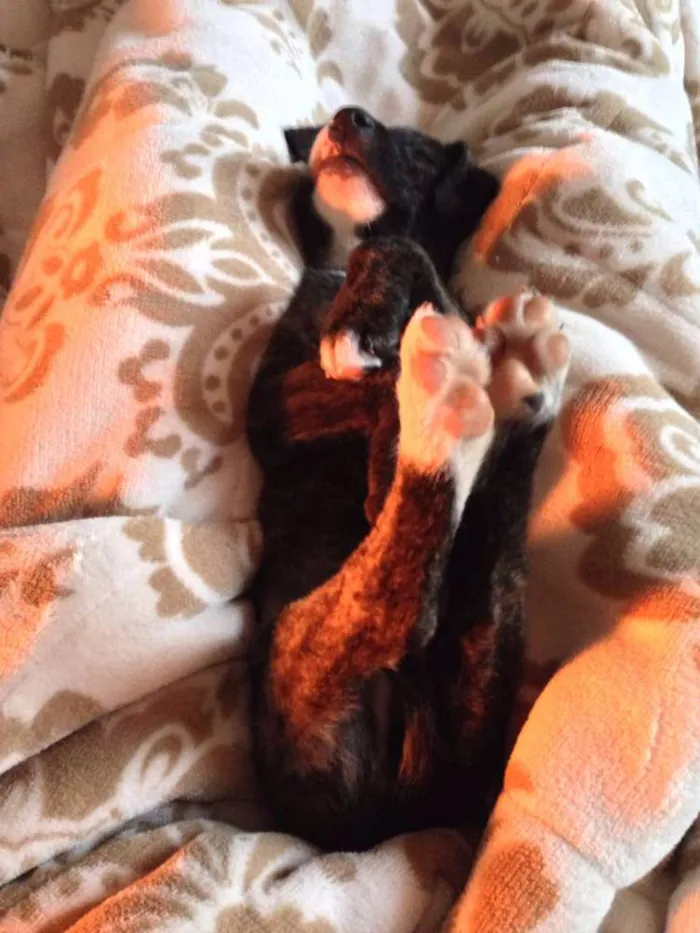 Cachorro ra a SRD idade 2 a 6 meses nome Arthur