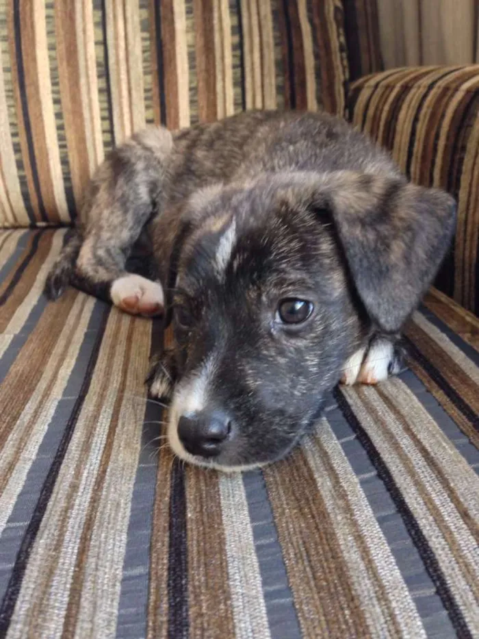 Cachorro ra a SRD idade 2 a 6 meses nome Arthur