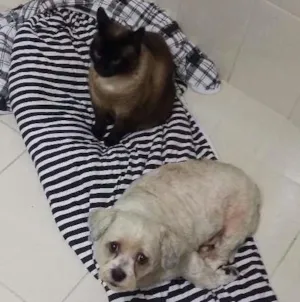 Gato raça Ciames idade 6 ou mais anos nome Mil