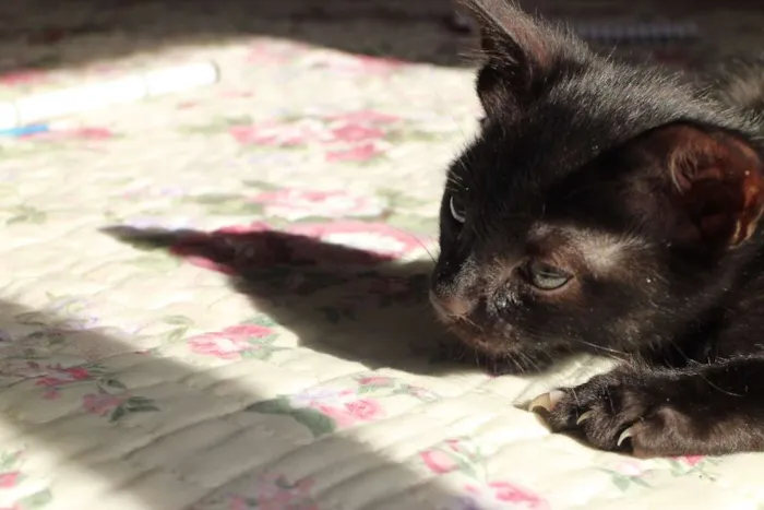 Gato ra a srd idade Abaixo de 2 meses nome Gatinho