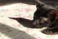 Gatinho