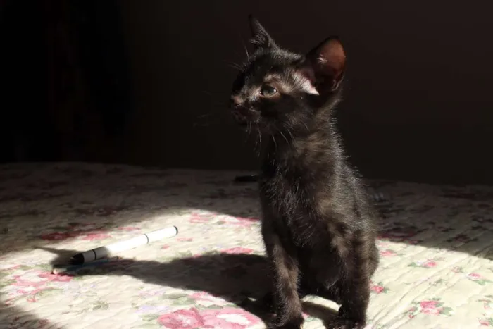 Gato ra a srd idade Abaixo de 2 meses nome Gatinho