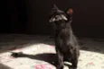 Gatinho