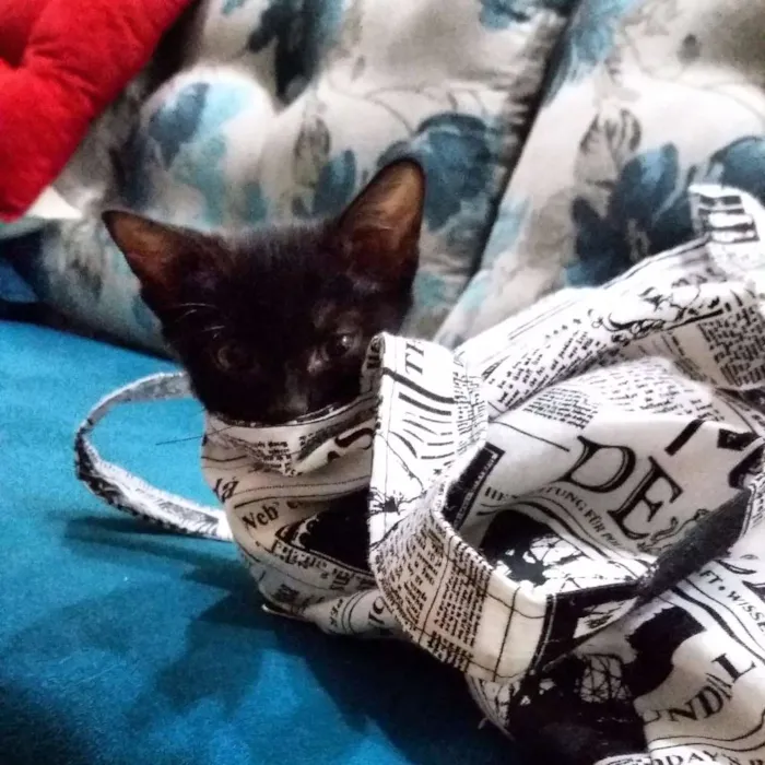 Gato ra a srd idade Abaixo de 2 meses nome Gatinho